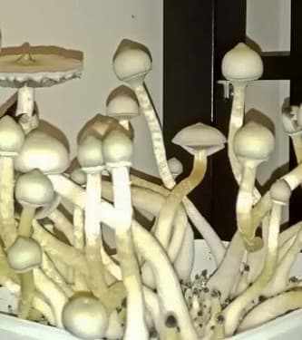 Treasure Coast Albino > Magic Mushrooms