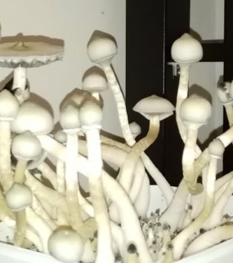Treasure Coast Albino > Zauberpilze