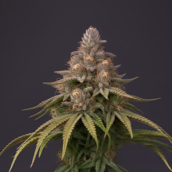 Tresor Buds Samen > Linda Seeds | Feminisierte Hanfsamen  |  Hybrid