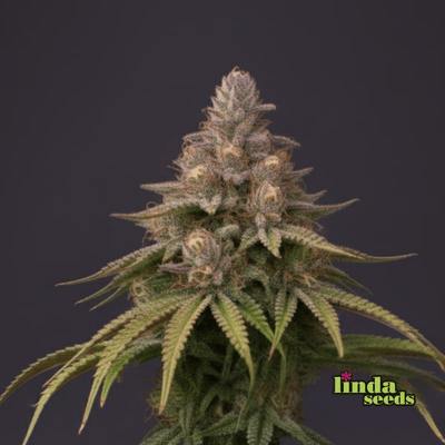 Tresor Buds Seed > Linda Seeds | Feminized Cannabis   |  Hybrid