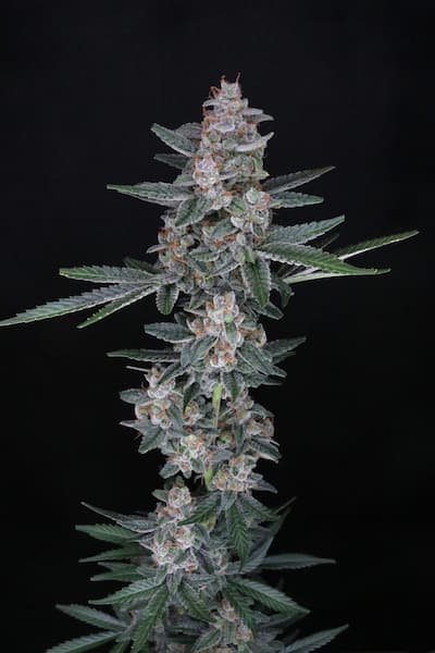 Tri-Whip Kush Auto semilla > Pure Instinto | Semillas de marihuana autoflorecientes  |  Híbrido
