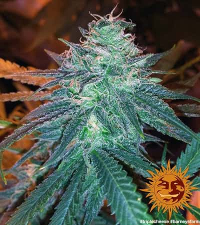 Triple Cheese > Barney\'s Farm | Semillas feminizadas  |  Índica