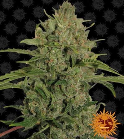 Triple Cheese > Barney\'s Farm | Feminisierte Hanfsamen  |  Indica