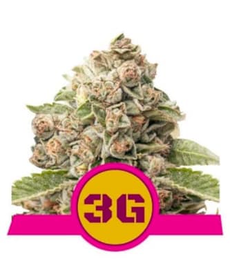 Triple G (USA Premium) > Royal Queen Seeds | Feminisierte Hanfsamen  |  Indica