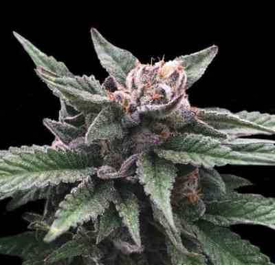 Triple Scoop Samen > DNA Genetics | Feminisierte Hanfsamen  |  Hybrid