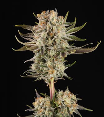 Triton Biscotto Lime > Seed Stockers | Feminized Marijuana   |  Sativa