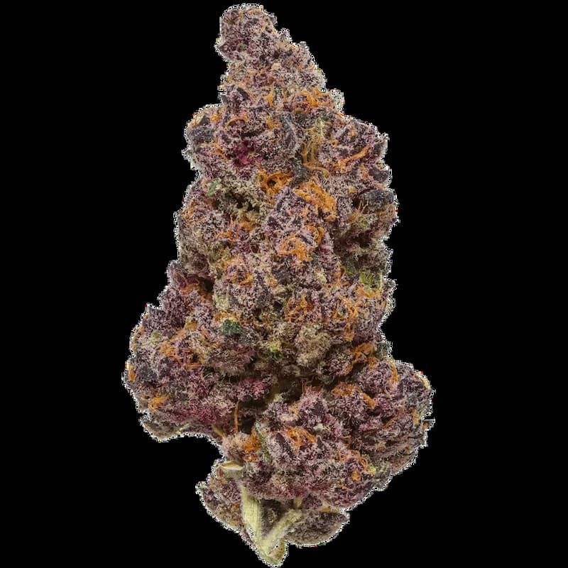 Trop Cherry Hash Seed > Bask Triangle Farms | Feminized Cannabis   |  Indica