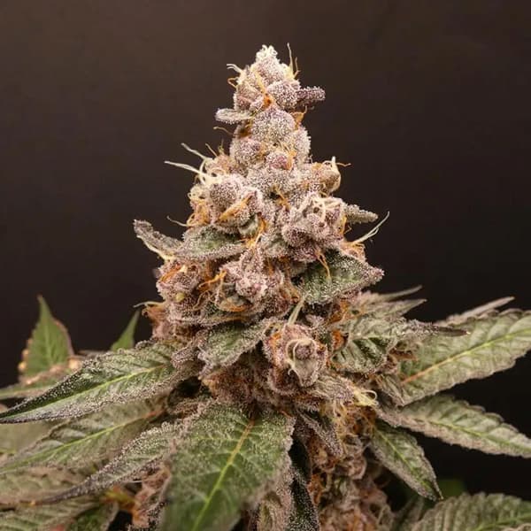 Trop Cherry Hash Seed > Bask Triangle Farms | Feminized Cannabis   |  Indica