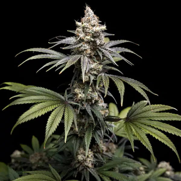 Tropic Gem graines > World Breeders | Graines Féminisées  |  Indica