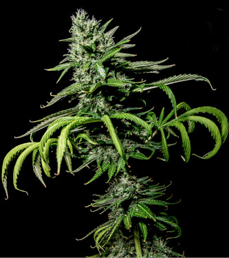 Tropical Coconut > Bulk Seed Bank | Feminized Marijuana   |  Sativa