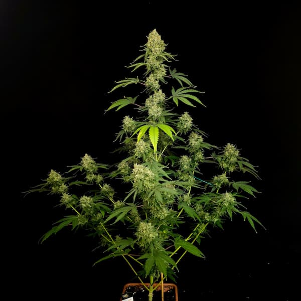 Tropical Fruit Cake graines > Paradise Seeds | Graines Féminisées  |  Indica