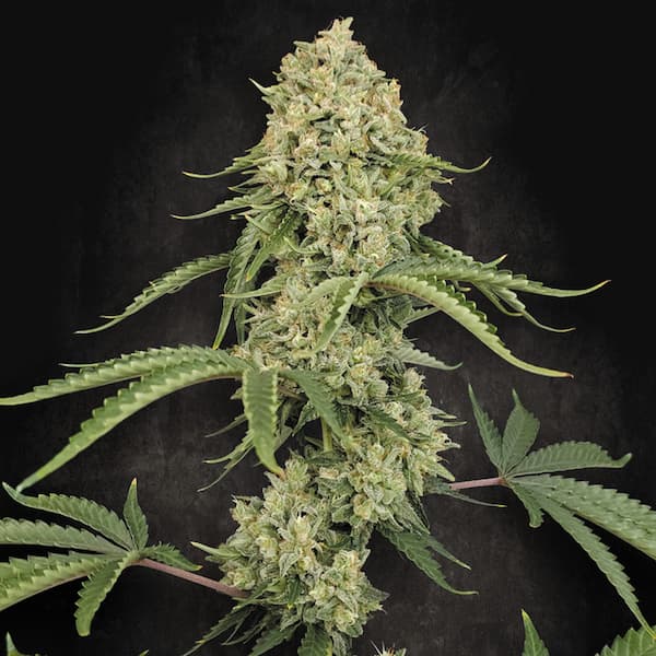 Tropical Fruit Cake graines > Paradise Seeds | Graines Féminisées  |  Indica