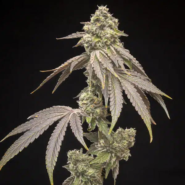 Tropical Kush Fuel | Graines Féminisées  |  Indica