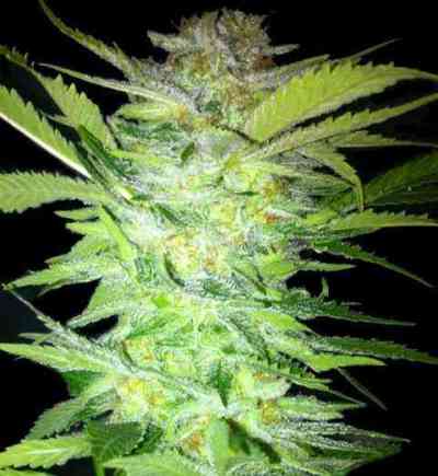 Tropical Power > Kaya Spain Quality | Feminized Marijuana   |  hybrid