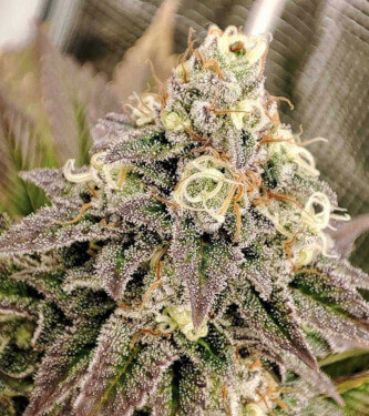 Tropical Tangie > Dutch Passion | Feminized Marijuana   |  Sativa