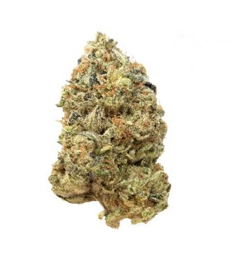 Tropical Tangie > Dutch Passion | Feminized Marijuana   |  Sativa