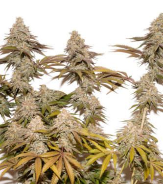 Tropical Tangie > Dutch Passion | Feminisierte Hanfsamen  |  Sativa