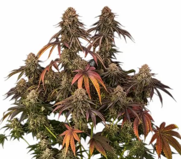Tropical Velvet Fast CBD graines > Silent Seeds | Graines de CBD  |  Hybride