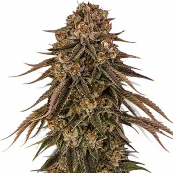 Tropical Velvet Fast CBD graines > Silent Seeds | Graines de CBD  |  Hybride