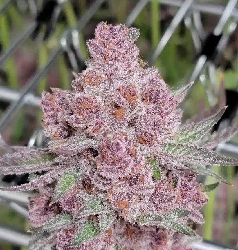 Tropicana Cherry > Advanced Seeds | Feminisierte Hanfsamen  |  Hybrid