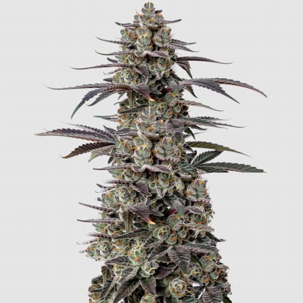Tropicana Cherry Triploid F1 Seed > Growers Choice | Feminized Cannabis   |  Hybrid