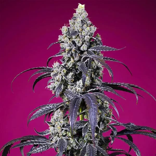 Tropicanna Cherry XL Auto Seed > Sweet Seeds | Autoflowering Cannabis   |  Hybrid