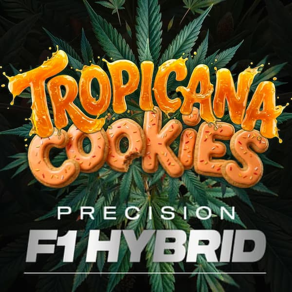 Tropicana Cookies Auto Seed > Barneys Farm | Autoflowering Cannabis   |  Sativa