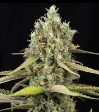 Auto Tropicana Cookies > Linda Seeds | Autoflowering Hanfsamen  |  Indica