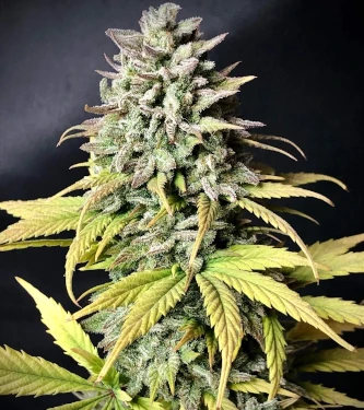 Radical Auto semillas autoflorecientes de Absolute Cannabis Seeds