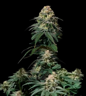 Tropicana Cookies Fast Flowering > Fast Buds Company | Semillas feminizadas  |  Índica