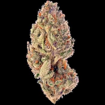 Tropicana Crush > Paradise Seeds | Feminized Cannabis   |  Hybrid