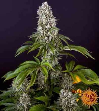 Tropicanna Banana > Barney\'s Farm | Feminized Marijuana   |  hybrid