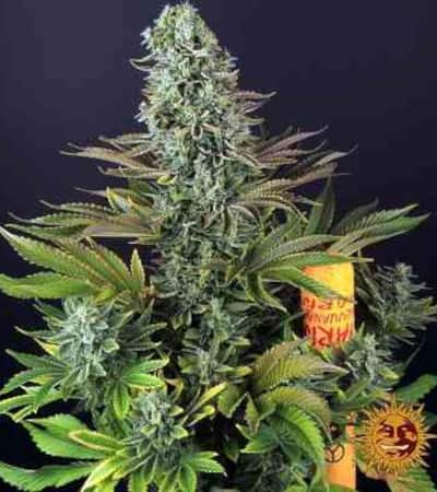 Tropicanna Banana > Barney\'s Farm | Feminisierte Hanfsamen  |  Hybrid