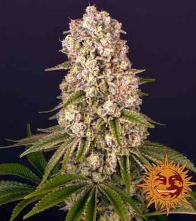 Tropicanna Banana > Barney\'s Farm | Semillas feminizadas  |  Híbrido