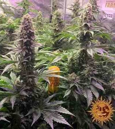 Tropicanna Banana > Barney\'s Farm | Feminisierte Hanfsamen  |  Hybrid