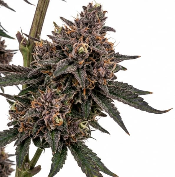 Tropicanna Cookies x K-Mintz Seed > Ripper Seeds | Feminized Cannabis   |  Hybrid