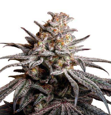 Tropicanna Cookies > Linda Seeds | Hanfsamen Empfehlungen  |  Günstige Hanfsamen