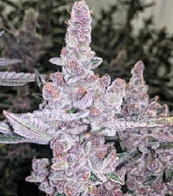 Tropicanna Cookies > Linda Seeds | Cannabis seeds recommendations  |  Affordable Cannabis