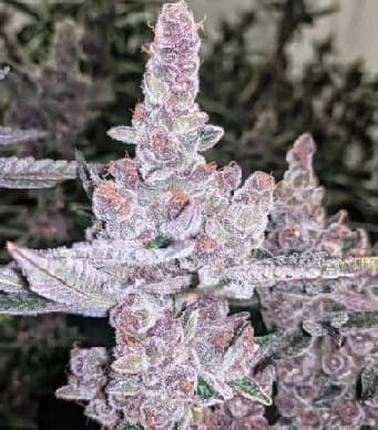 Tropicanna Cookies > Linda Seeds | Cannabis seeds recommendations  |  Cheap Cannabis