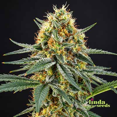 Tropicanna Cookies semilla > Linda Seeds | NUESTRAS RECOMENDACIONES DE SEMILLAS DE MARIHUANA  |  Semillas Baratas