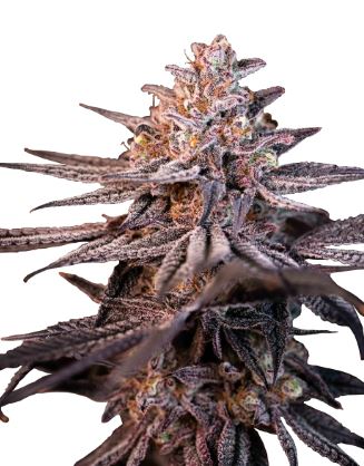 Tropicanna Cookies > Linda Seeds | Cannabis seeds recommendations  |  Cheap Cannabis