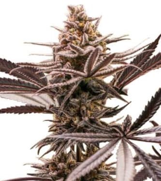 Tropicanna Cookies > Linda Seeds | Cannabis seeds recommendations  |  Cheap Cannabis