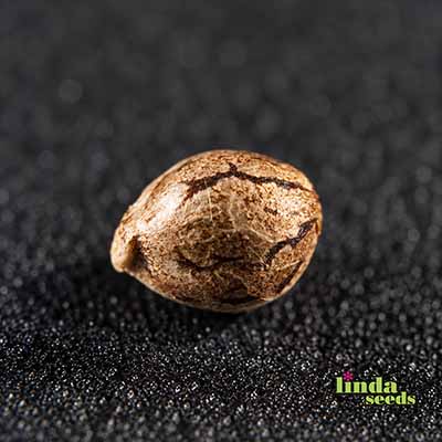 Tropicanna Cookies semilla > Linda Seeds | NUESTRAS RECOMENDACIONES DE SEMILLAS DE MARIHUANA  |  Semillas Baratas