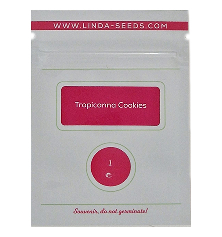 Tropicanna Cookies > Linda Seeds | Hanfsamen Empfehlungen  |  Günstige Hanfsamen