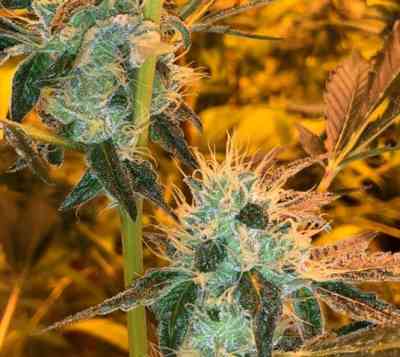 Tropicanna Haze > Oni Seed Co | Regular Cannabis   |  Sativa