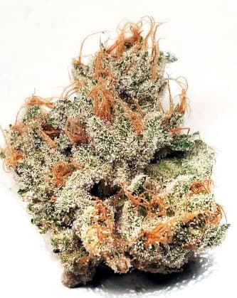 Tropicanna Kush > Oni Seed Co | Reguläre Hanfsamen  |  Hybrid