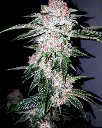 Tropicanna Kush > Oni Seed Co | Reguläre Hanfsamen  |  Hybrid