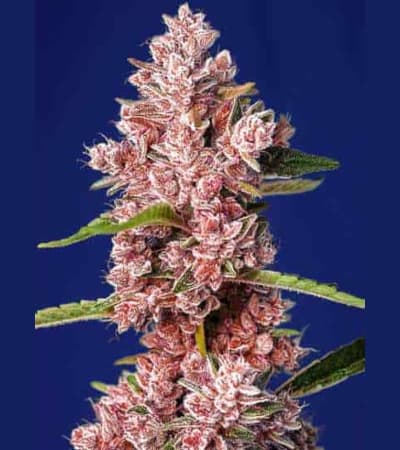 Tropicanna Poison F1 Fast Version > Sweet Seeds | Feminized Marijuana   |  Indica