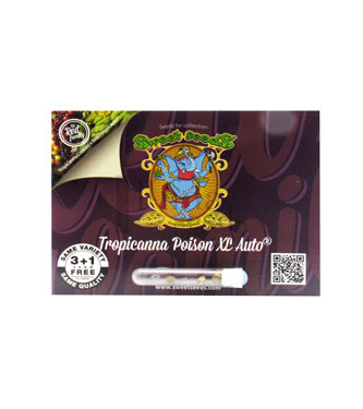 Tropicanna Poison XL Auto > Sweet Seeds | Autoflowering Hanfsamen  |  Indica