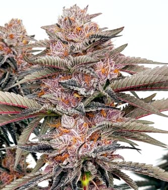 Tropicanna Punch BX1 > Oni Seed Co | Semillas Regulares  |  Híbrido